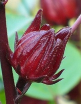 Thai Cajun Red Roselle Hibiscus, Florida Cranberry, Red Sorrel, Indian Sorrel, Sour-Leaf, Jamaican Sorrel, Flor de Jamaica, Hibiscus sabdariffa var. sabdariffa (ruber)